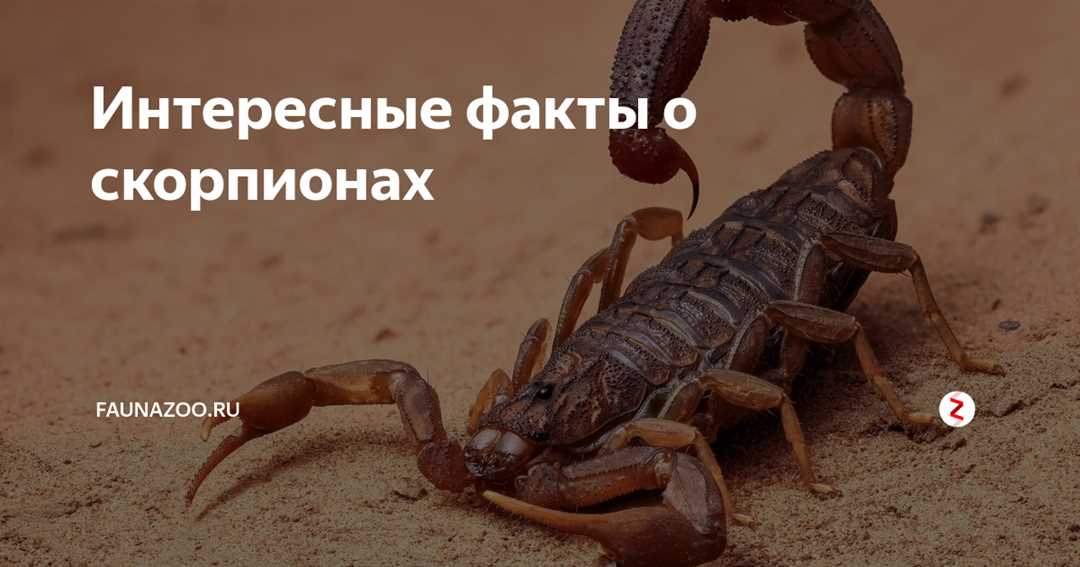 Чем питается скорпион?