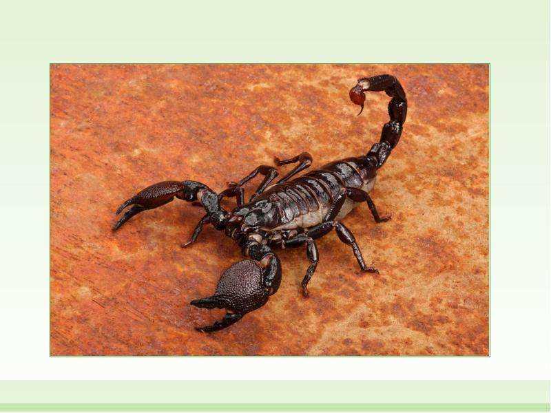 Значение скорпионов в природе Значение скорпионов в природе