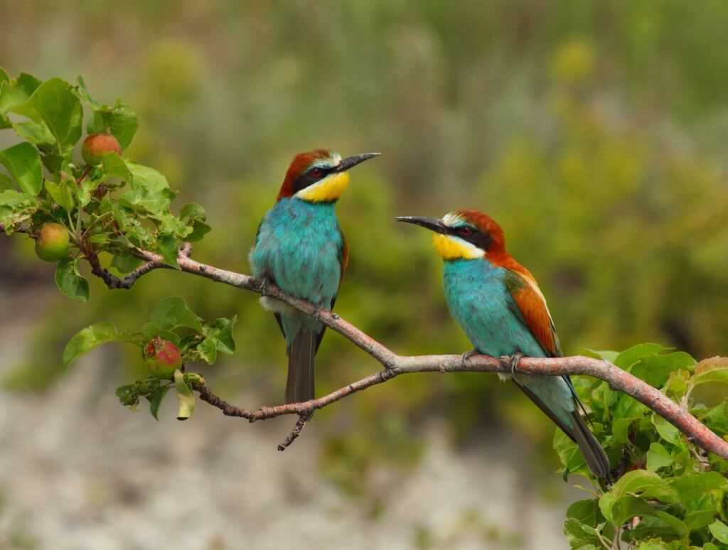 Пчелы - основная пища золотистой щурки
