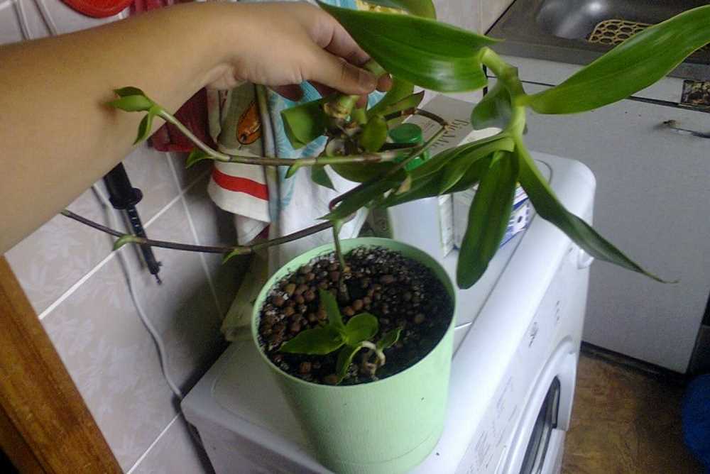 Как правильно поливать золотой ус