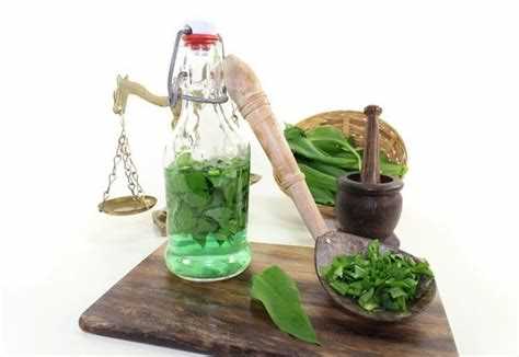 Золотой ус выращивание в домашних условиях: советы и рекомендации