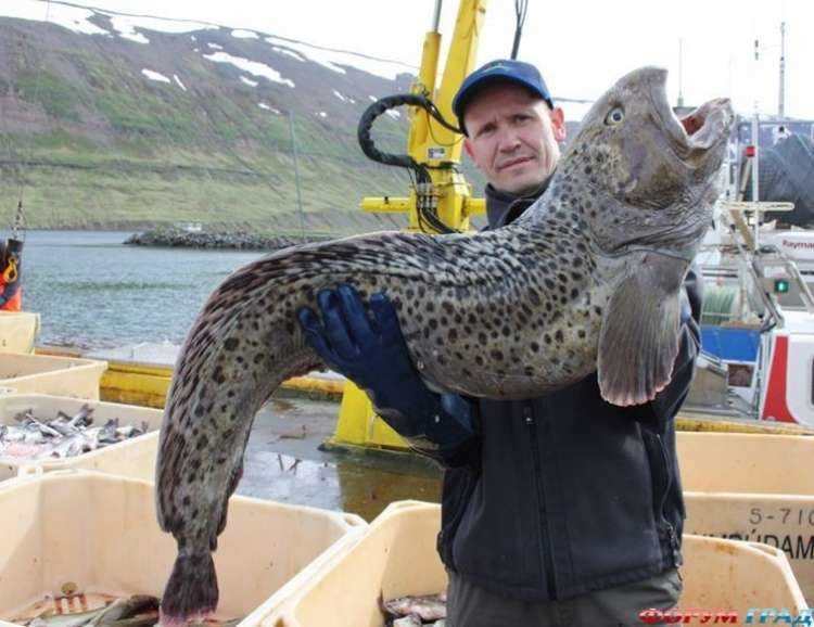 Зубатка синяя: полезные свойства и фото