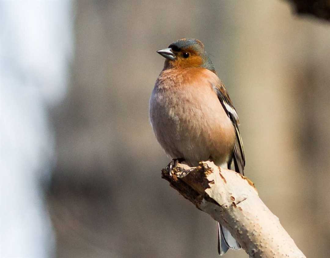 Фото зяблика: уникальные снимки птицы