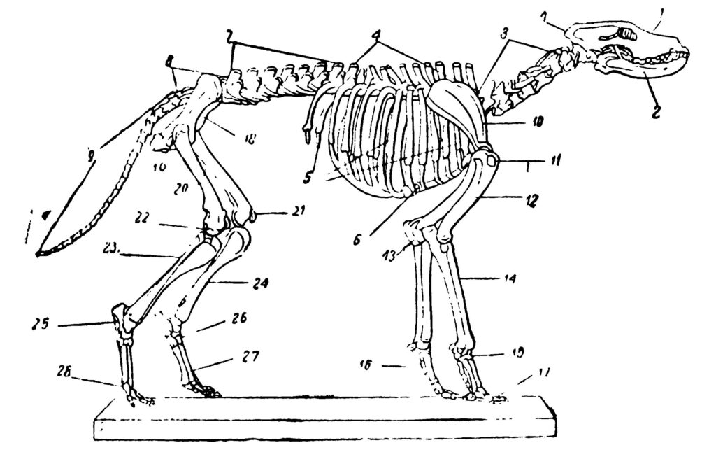 Скелет млекопитающих состоит из 5 отделов. Строение скелета собаки анатомия. Скелет собаки поясничные позвонки. Скелет млекопитающих скелет собаки. Скелет пуделя строение.