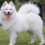 Самоед (Samoyed) — характеристики, уход, здоровье ( Энциклопедия собак )