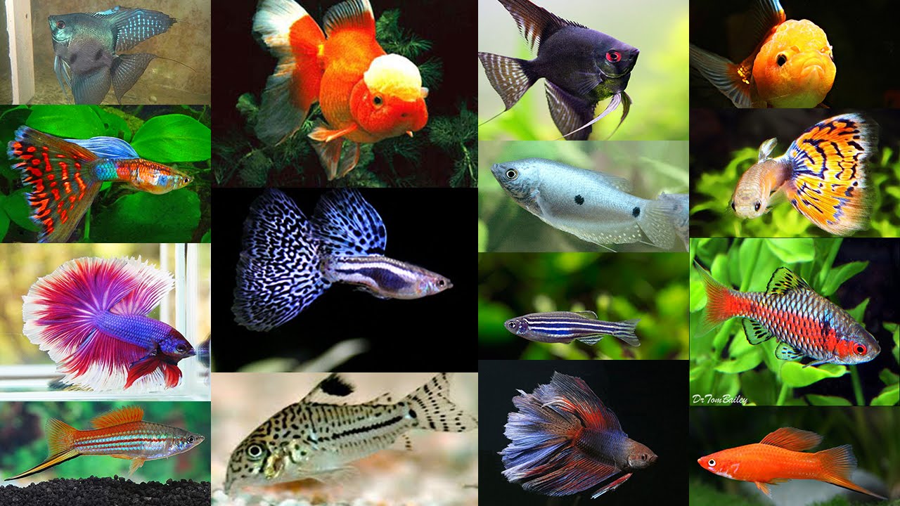 Рыбы аквариумные фото и названия