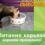 Чем кормить хорька: главные принципы питания