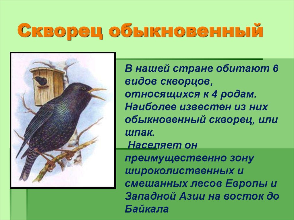 Текст про скворца. Сообщение о скворце. Скворец описание. Сведения о скворцах для детей. Доклад про Скворцов.