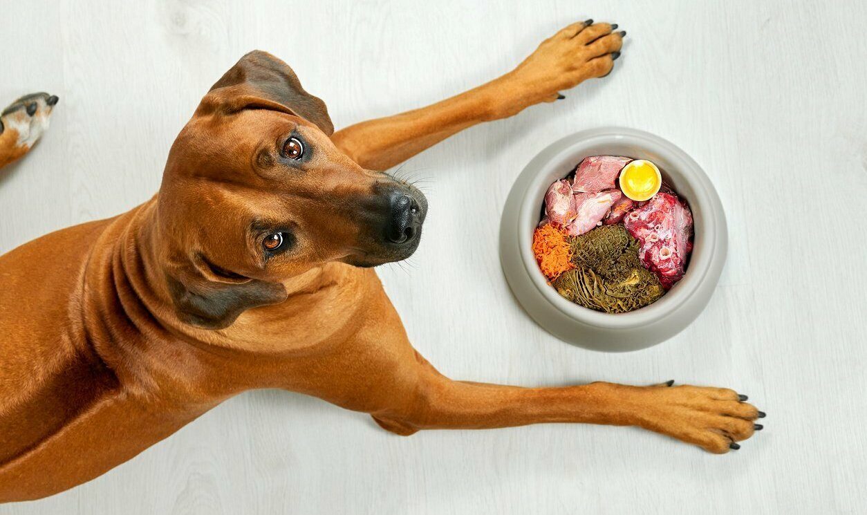 Можно щенку гречку. Пищевое поведение собак. Видотипичное питание собак. Ветеринарная диетология. Как правильно кормить собаку натуралкой.