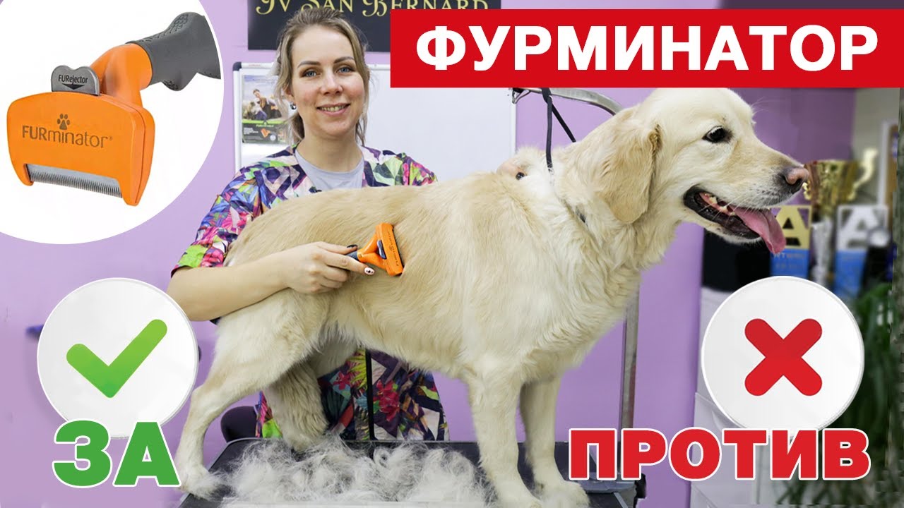 Пылесос для собак при линьке. Фурминатор для золотистого ретривера. Щетка для экспресс линьки собак. Инструменты для груминга золотистого ретривера. Азбука груминга экспресс линька собак.