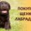 Как выбрать идеального друга для семьи: фотографии щенков лабрадора