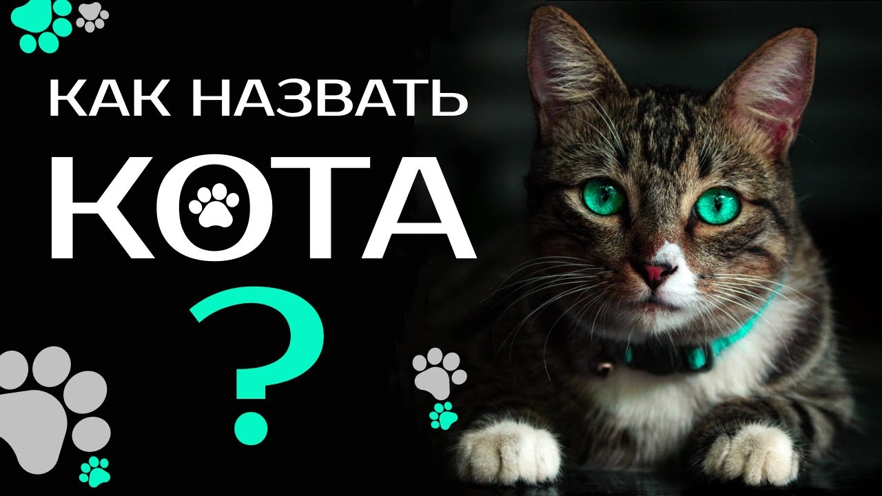 Идеи для имени кота