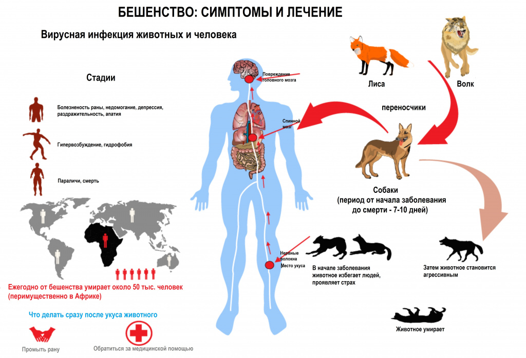 Бешенство у человека презентация