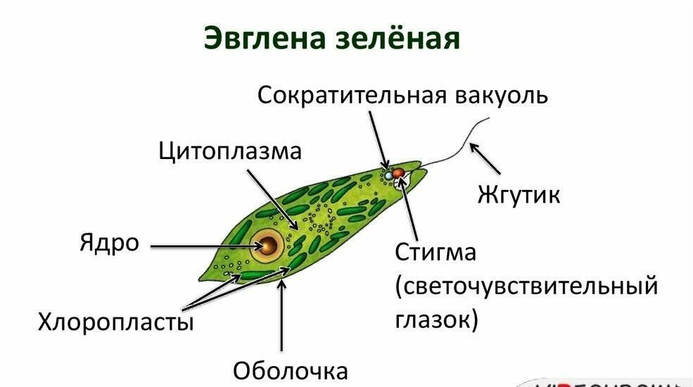 Строение эвглены зеленой 7 класс. Строение жгутиковые эвглена зеленая. Эвглена зеленая строение рисунок. Строение тела эвглены зеленой. Строение жгутика эвглены.