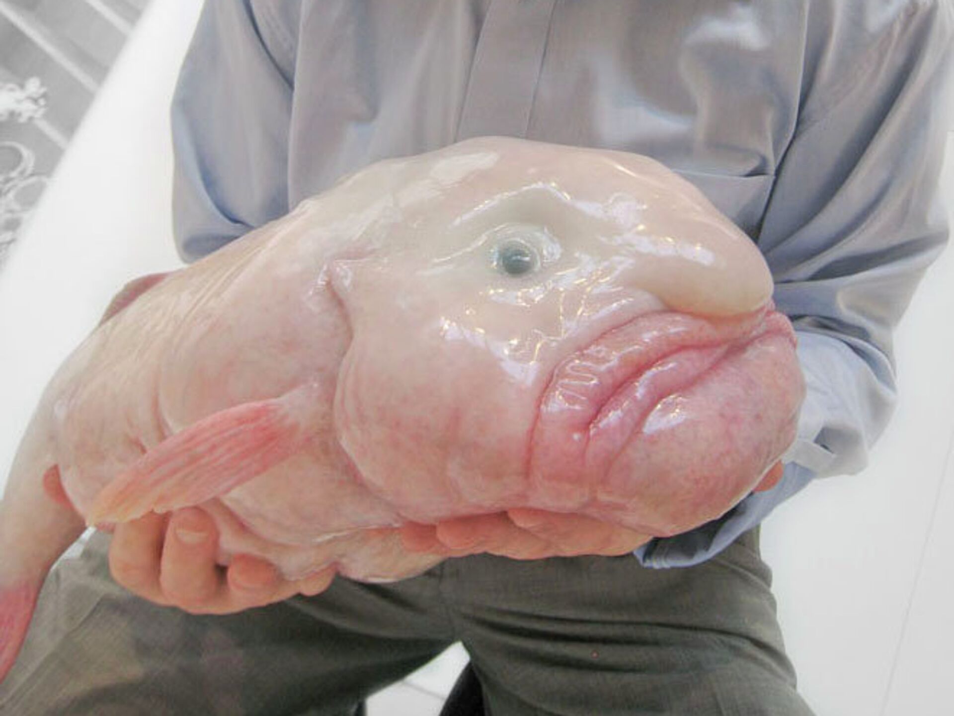 Рыба свинья мужчина. Рыба-капля (psychrolutes marcidus).