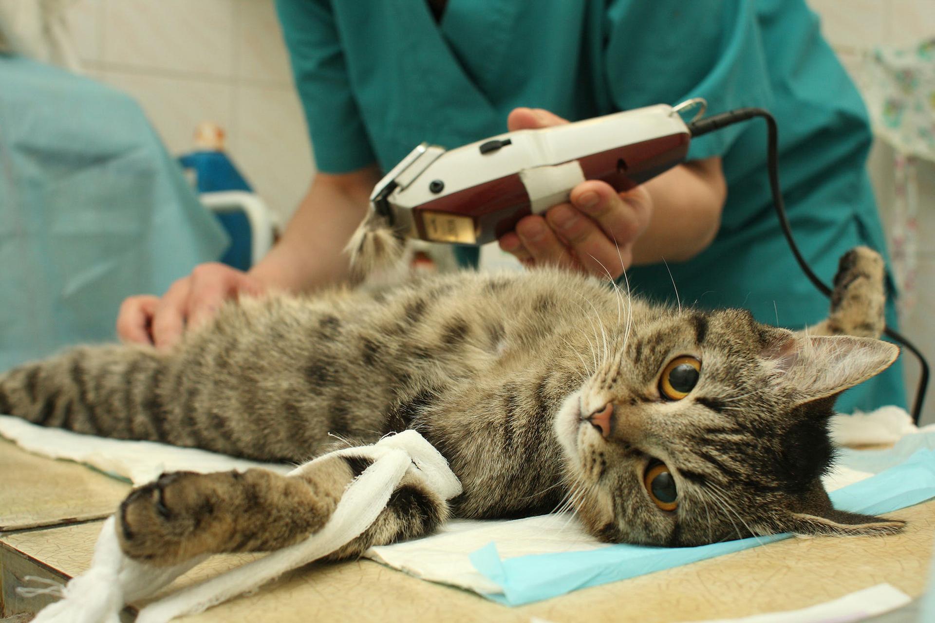 Ветеринар усыпить кошку. Стилизация кошки.