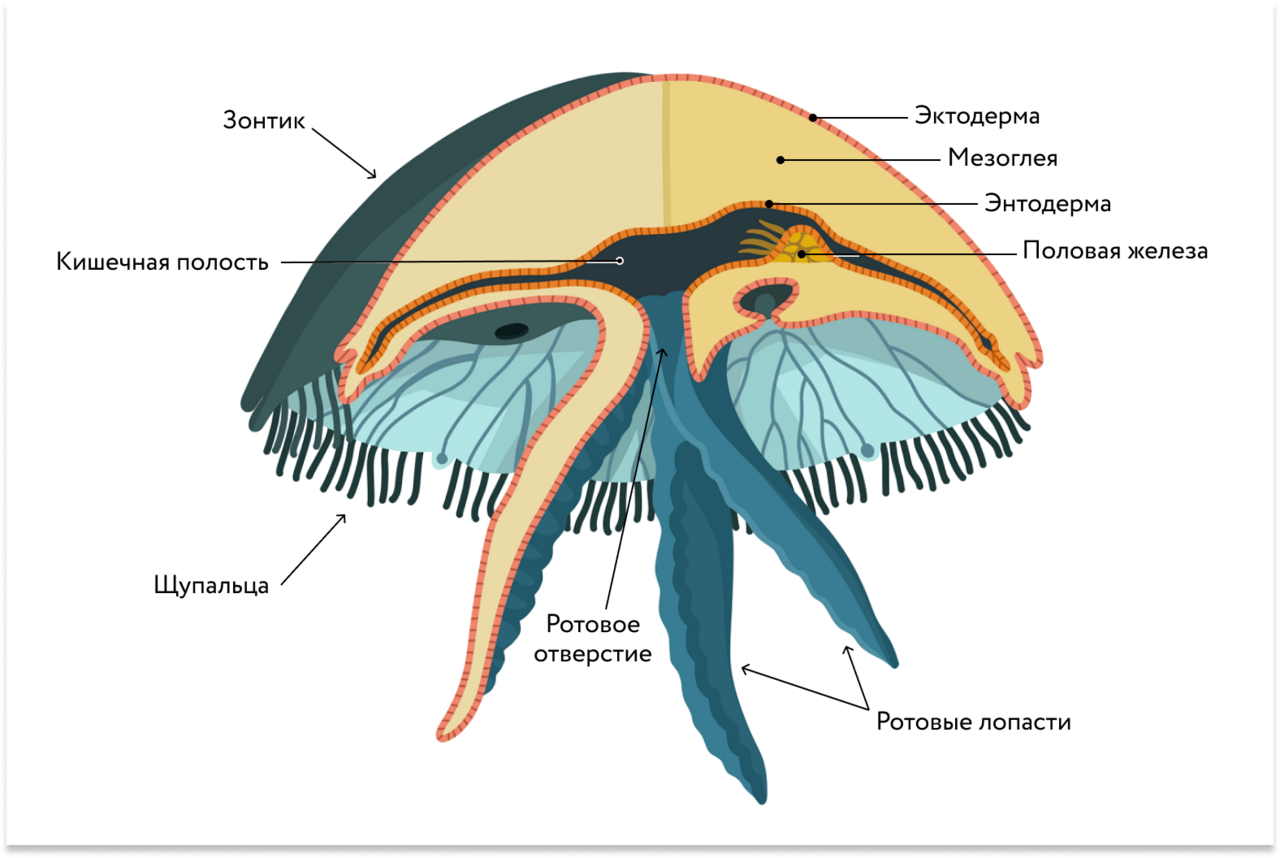 Схема строения сцифоидной медузы. Внутреннее строение сцифоидной медузы. Имеет гастральную полость