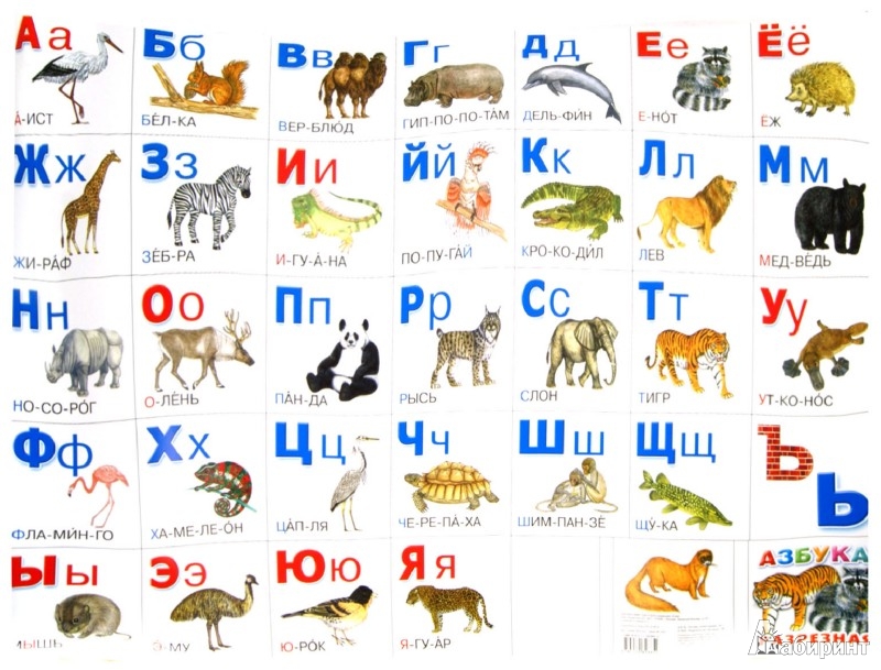 Какое животное есть на и. Животное на букву а. Животные на букву р. Названия животных по алфавиту. Азбука животных.